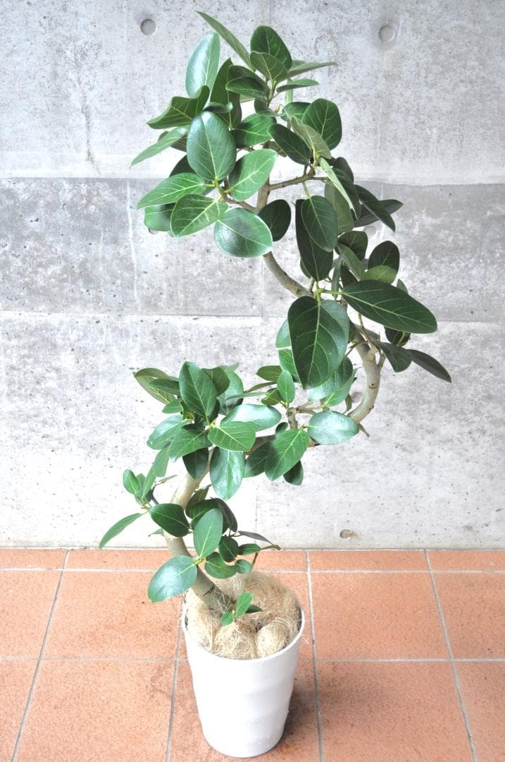 フィカス ベンガレンシス 8号 138cm S-shaped tree form