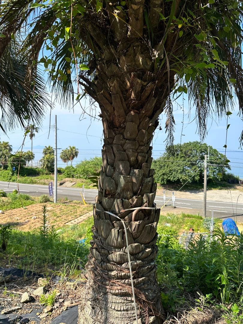 ココスヤシ