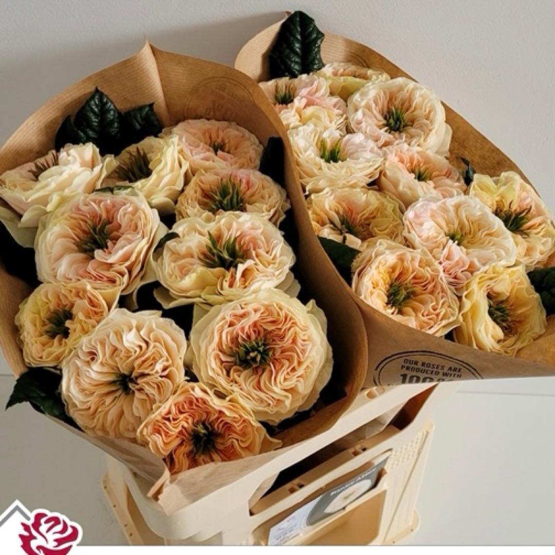 バラ苗　切りバラ苗　 Stanl♡y Abb♡y Rose 苗e