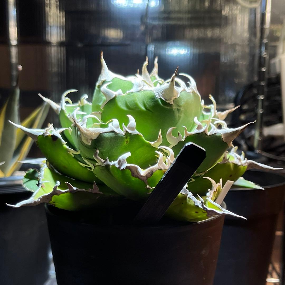 【極上品】 アガベ 金鯨 チタノタ　大株