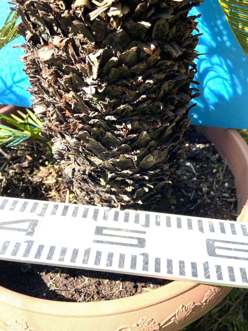 タイムセール4万値下　珍品　奄美多頭ソテツ　一点物　希少