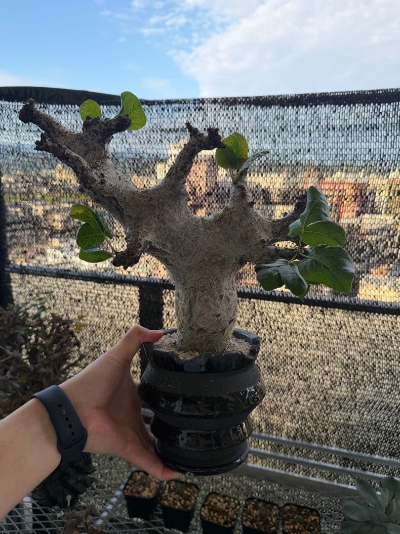 コミフォラ　グイドッティ※鉢は付きません