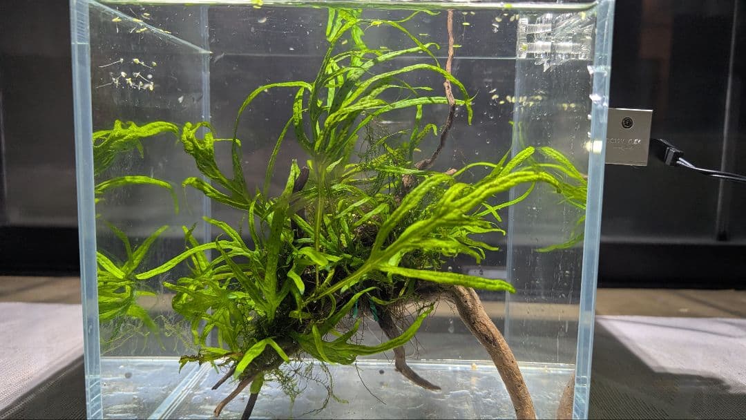 ミクロソリウムトライデント50葉以上とウィローモスが自然活着の2本組ブランチ流木