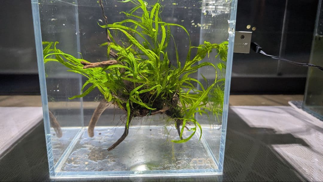 ミクロソリウムトライデント50葉以上とウィローモスが自然活着の2本組ブランチ流木