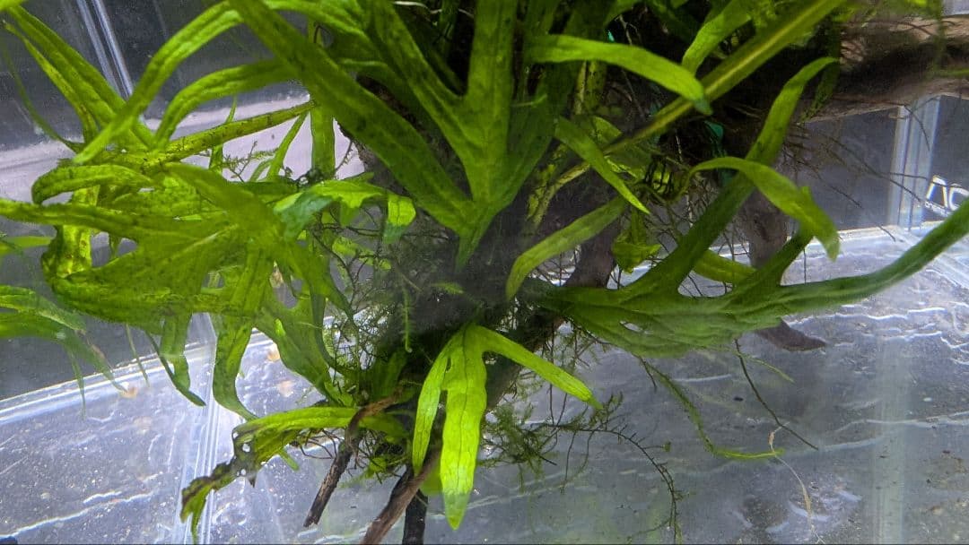 ミクロソリウムトライデント50葉以上とウィローモスが自然活着の2本組ブランチ流木