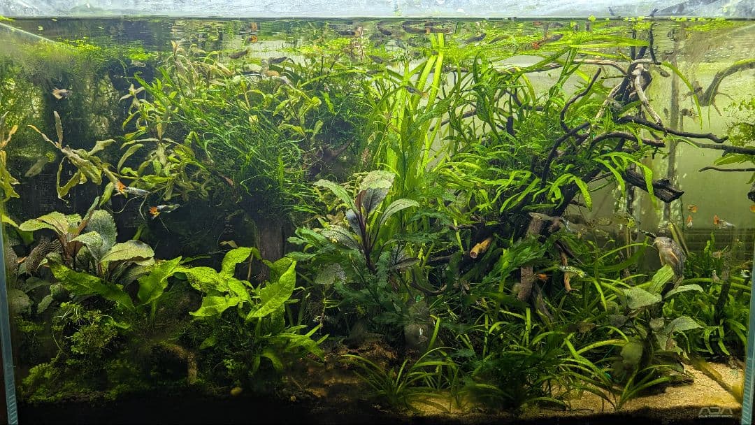 ミクロソリウムトライデント50葉以上とウィローモスが自然活着の2本組ブランチ流木