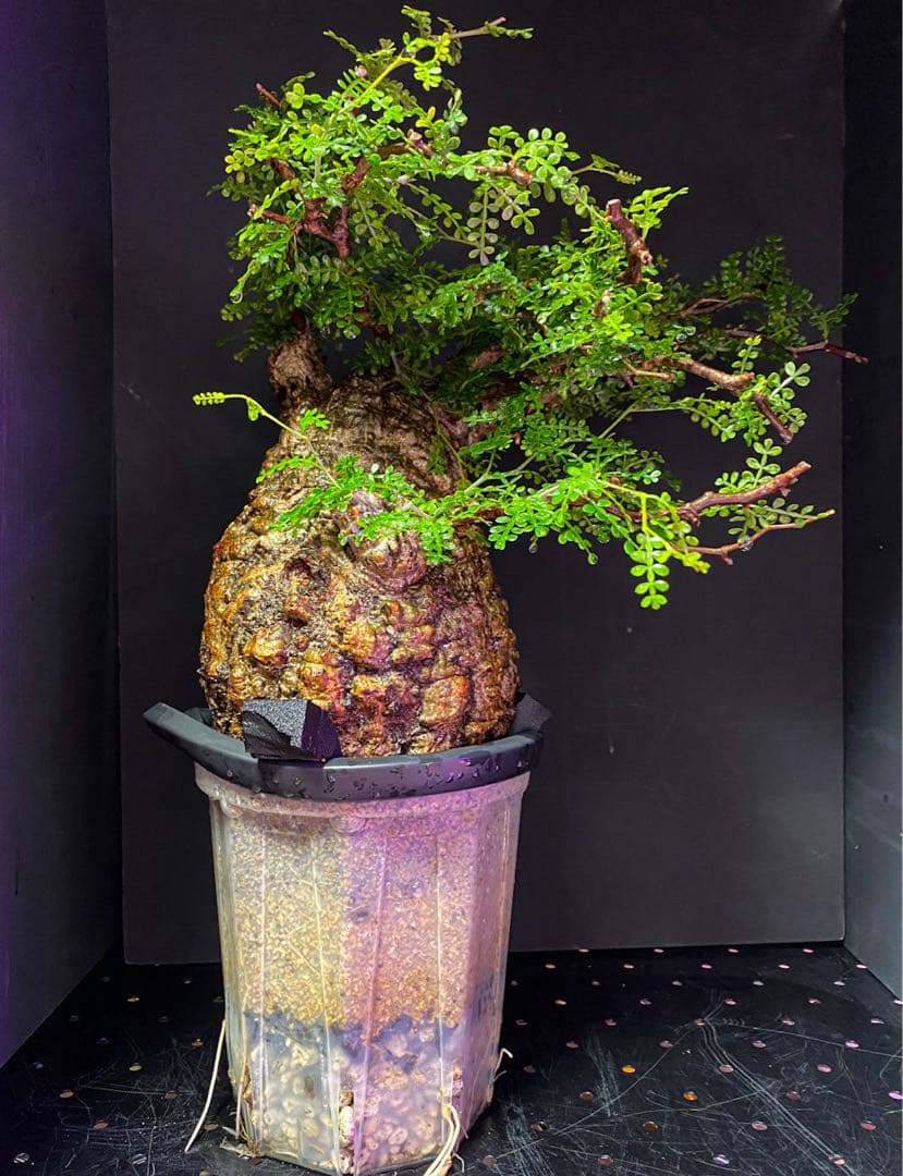 【良型発根済】オペルクリカリア・パキプス　現地球　鉢ごと発送