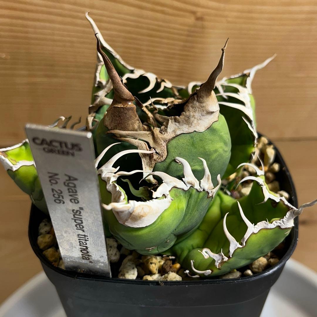 cactus greenスーパーチタノタ子株多数付きタグ付　現品鉢ごと　悪魔くん