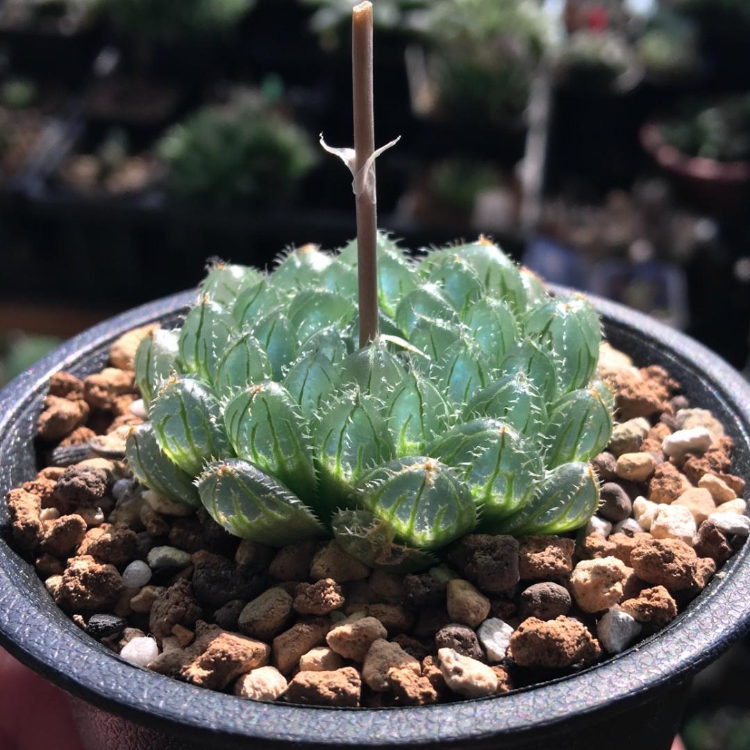 【期間限定出品】ハオルチア スウェイ　H. 'Sway'　多肉植物