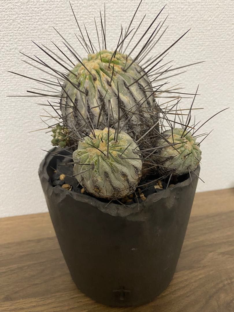 黒士冠　現地球　激ヤバ　群生　コレクション株　デアルバータ