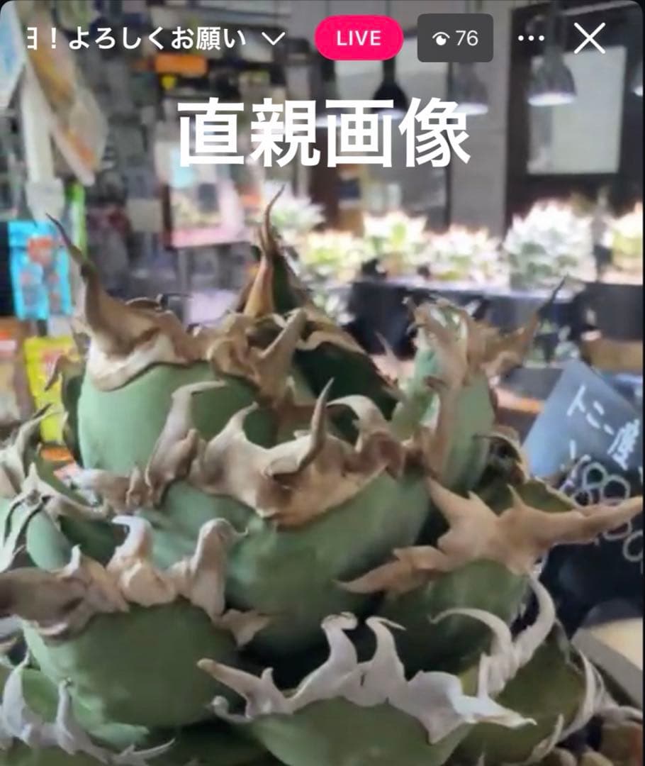 2/10 アガベチタノタ　トニー血統シーザー　ライセンスプランツ　tony