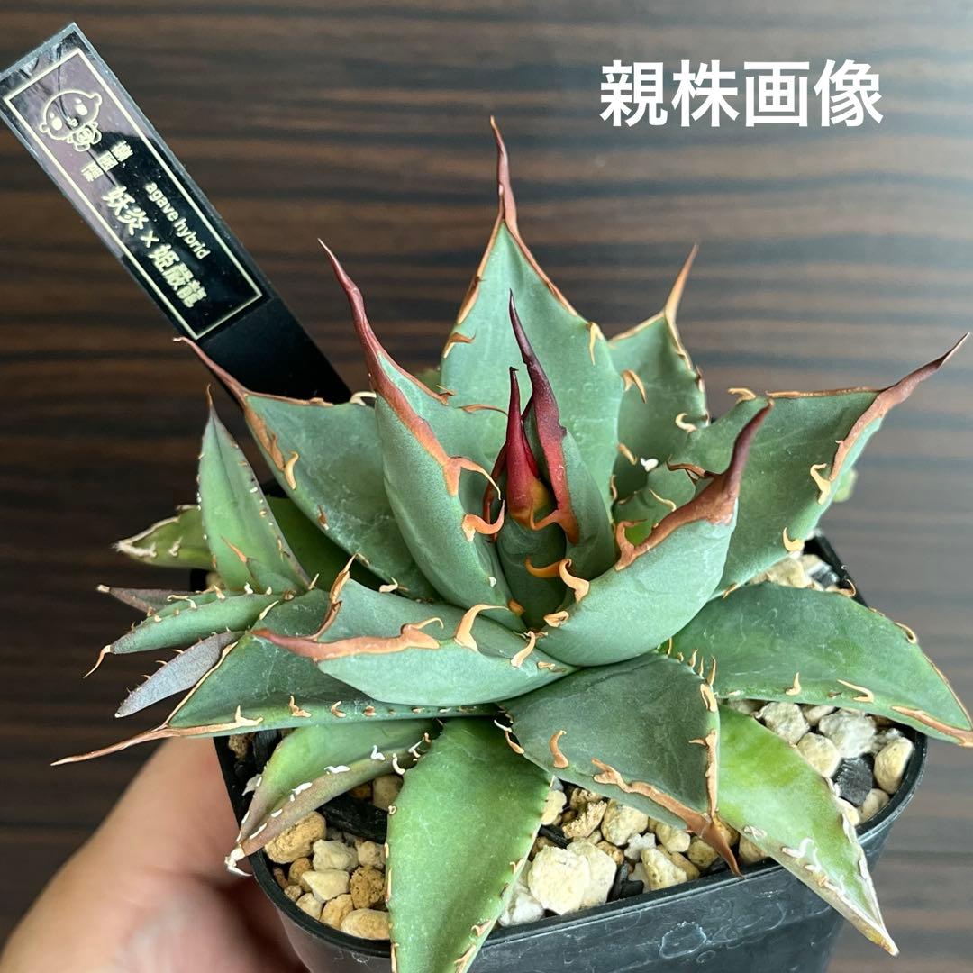 アガベ ハイブリッド 妖姫 妖炎×姫厳龍 子株