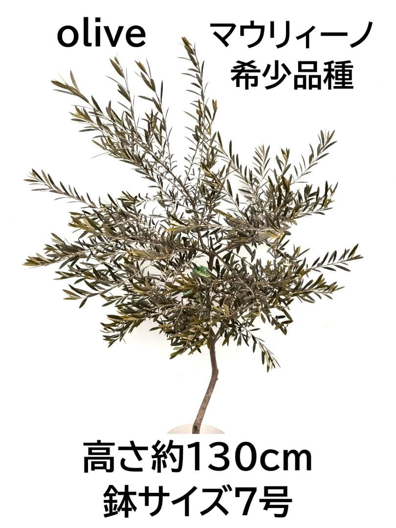 オリーブの木　マウリィーノ　7号　約130cm　K-314　希少品種　現品掲載
