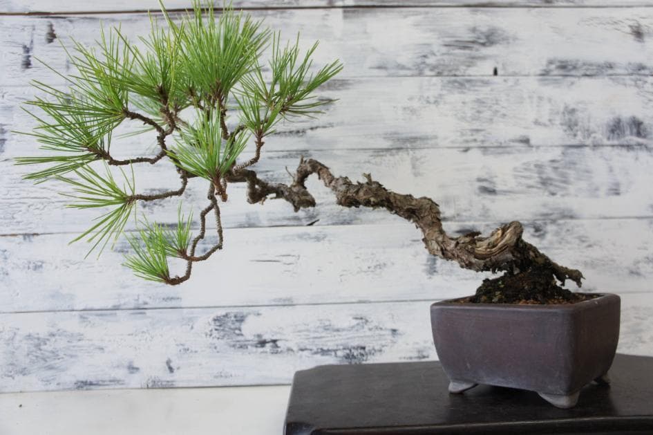 盆栽 『黒松』 インテリア 観葉植物 園芸 ガーデニング 送料無料 b183