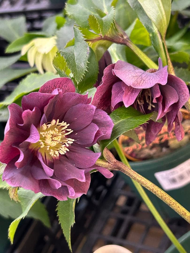 花*様　予約専用ページ