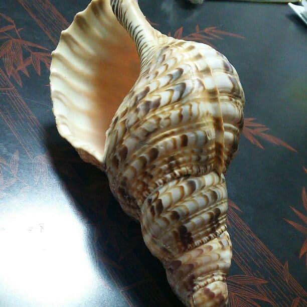 ホラ貝