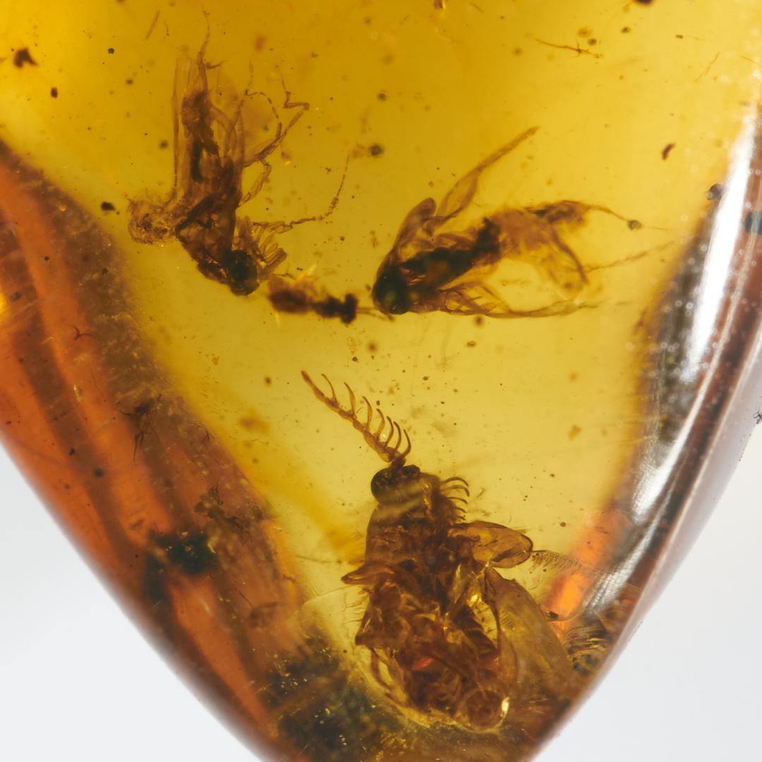 レア極上品 PA132虫入り琥珀化石　ミャンマーカムティかタナイ9900万年前