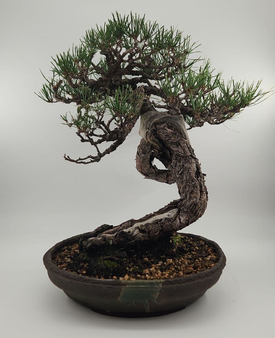 大品 赤松盆栽 五葉松盆栽 真柏盆栽 懸崖 真柏 黒松 赤松 五葉松