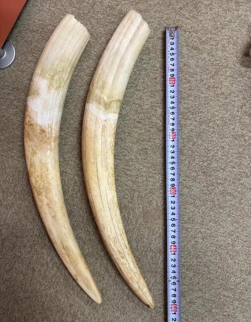 高品質　セイウチ（Walrus）頭骨 ♂ 　※ CITESコピー付