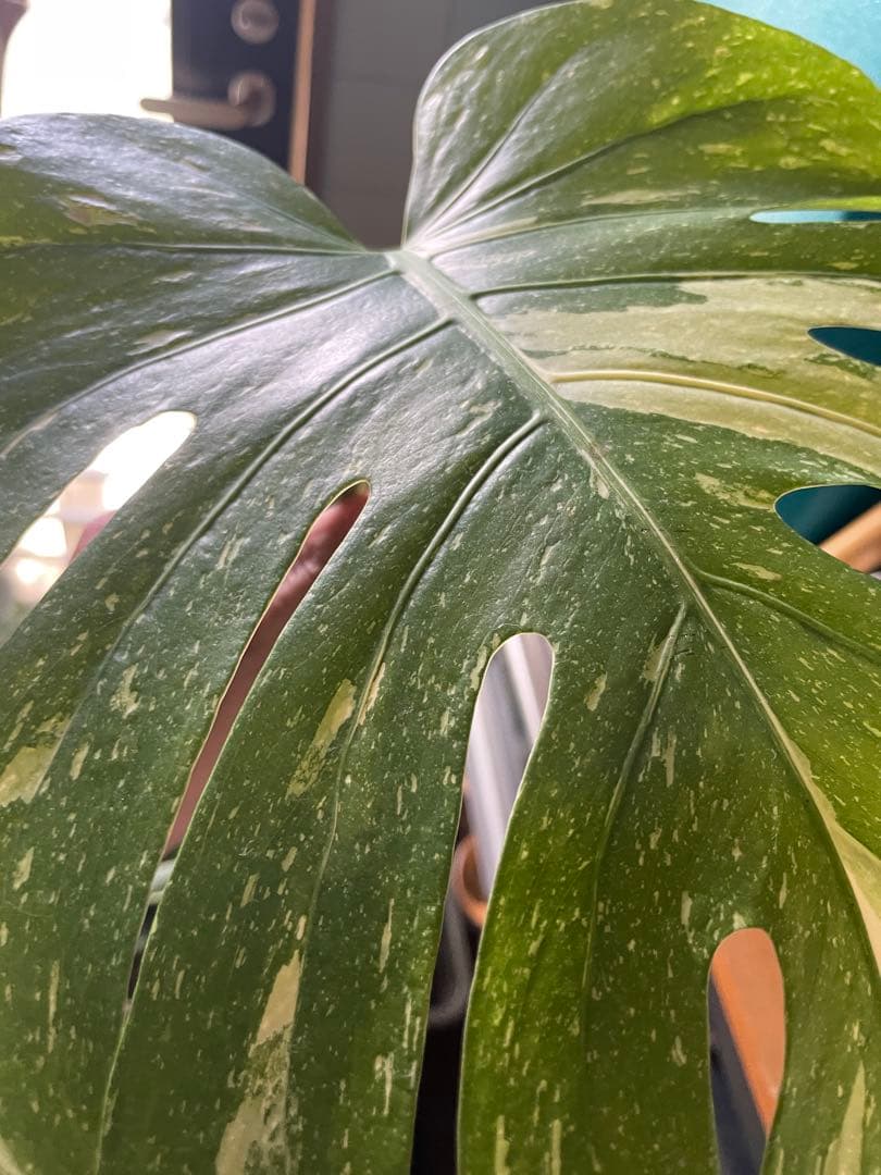 直接引取■モンステラ デリシオーサ レガシー 斑入り/葉35cm/110cm