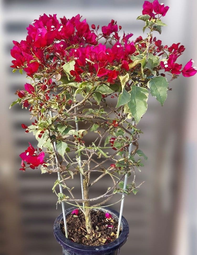 ブーゲンビリア斑入り　希少 No93