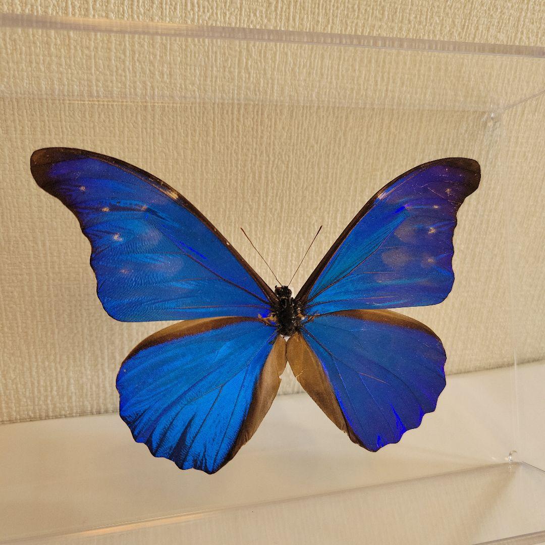 M*i様 蝶の標本　ジャングルを舞う宝石（特珍大）