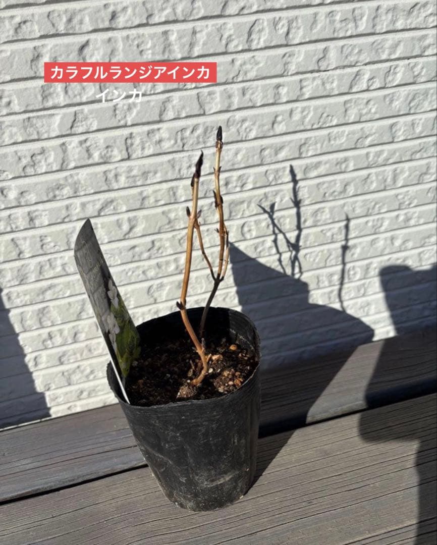 ラグランジア　紫陽花　カラフルランジア　斑入り多花性　5種　鉢ごとタグ付き