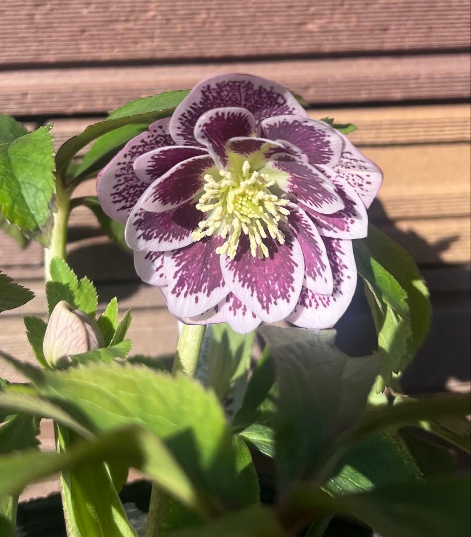 大木ナーサリー デュメ系 フルスポットdd