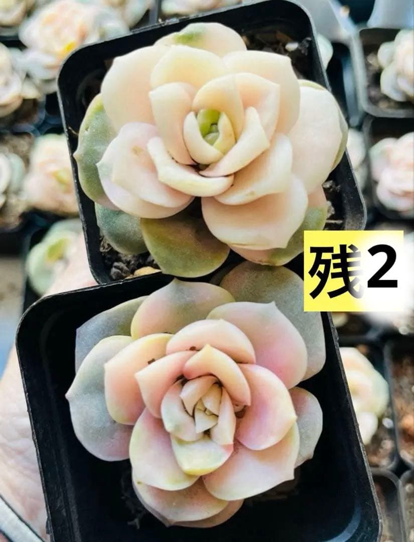 ◇【抜き苗　1苗】ラブリーローズ錦　多肉　ピンクが可愛い♡7.5㌢ポット