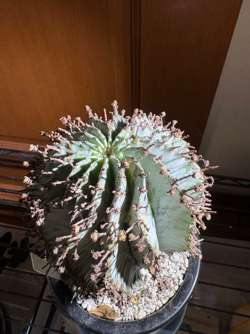 ユーフォルビア 特白肌ホリダ
