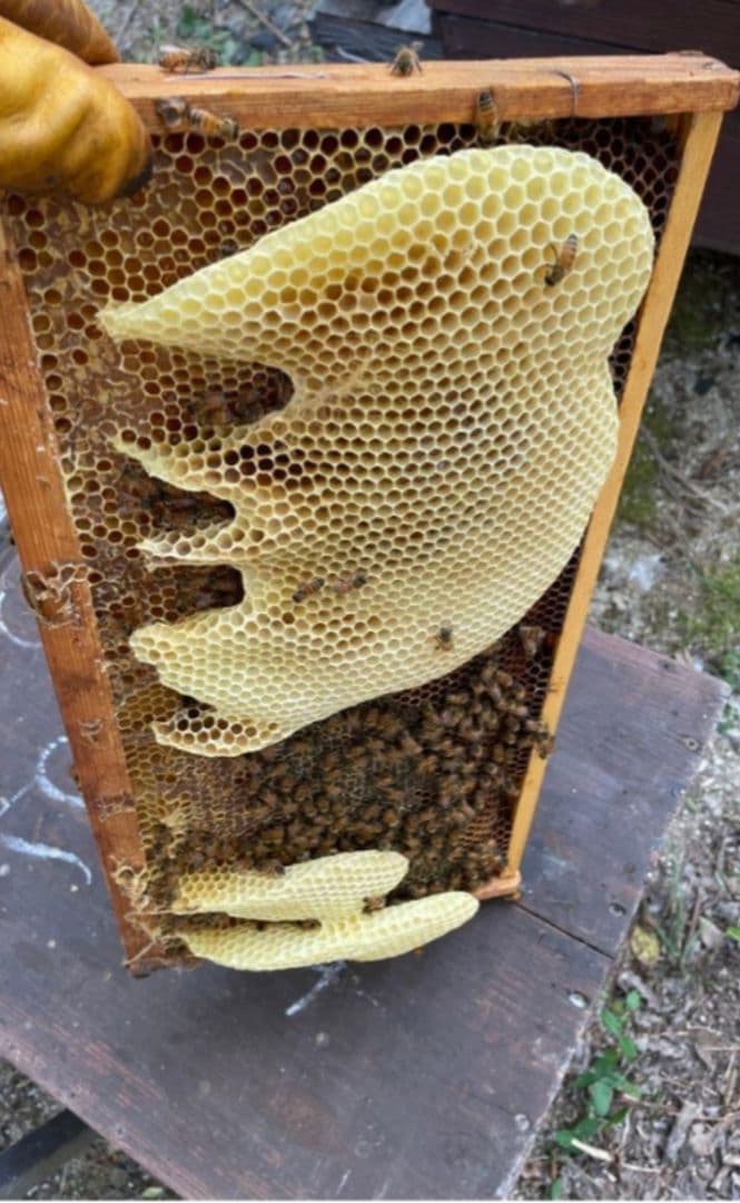 国産天然蜜蝋　ミツロウ　2KG　扱いやすいビーズ型
