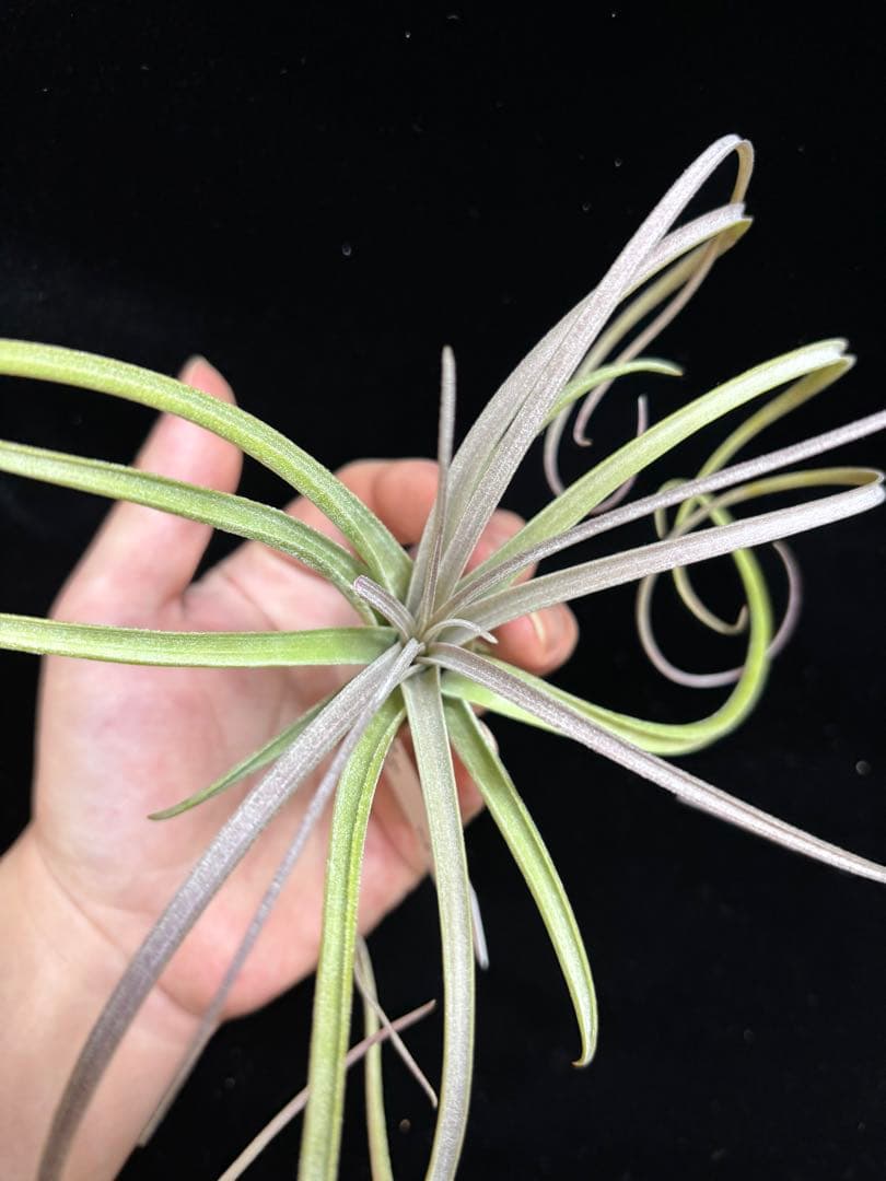 ブロメリア・エアープランツ Tillandsia exserta x 'Luke' from YCB