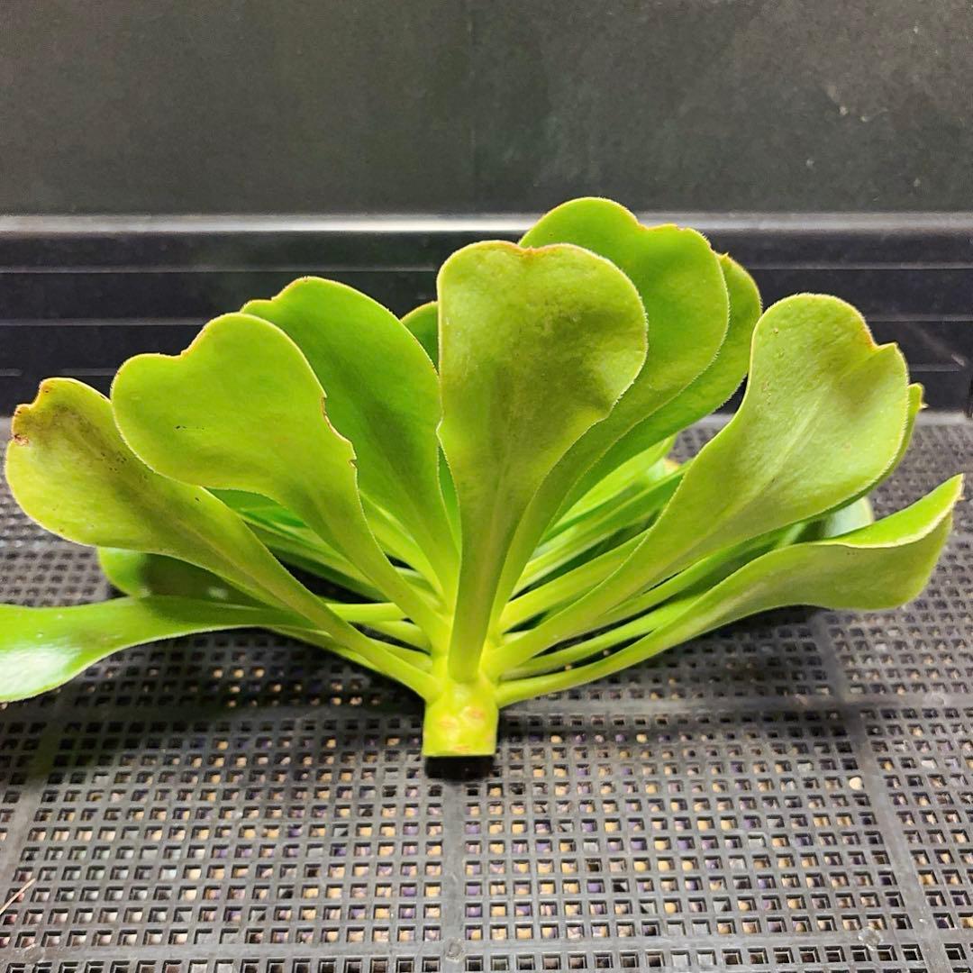 26#多肉植物アエオニウム❤️ 燕姿 ❤️1大頭27cmカット苗