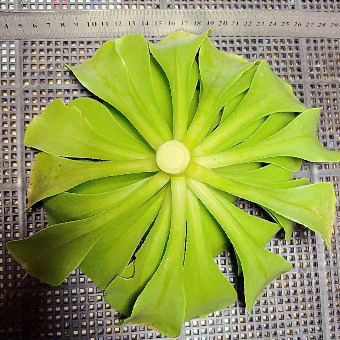 26#多肉植物アエオニウム❤️ 燕姿 ❤️1大頭27cmカット苗