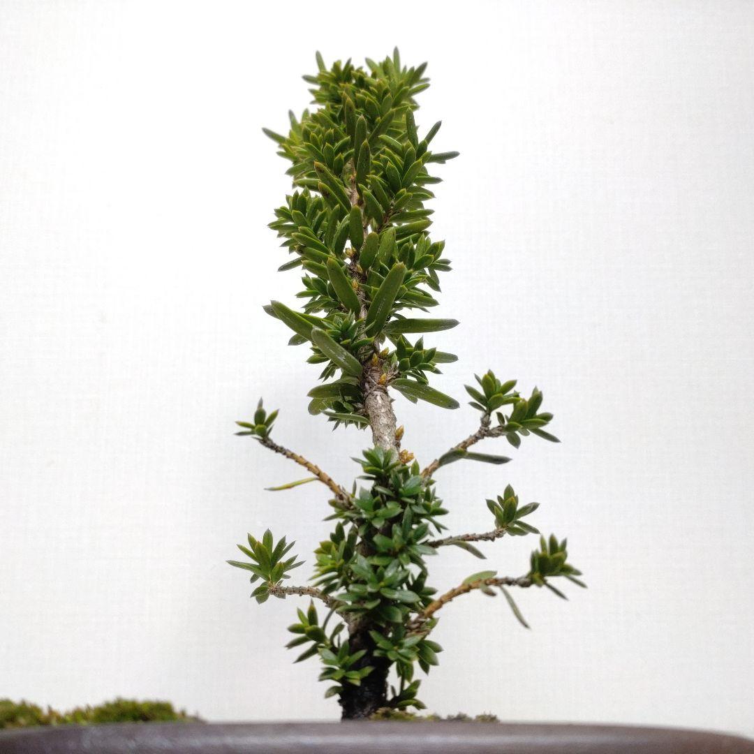 伽羅木（キャラボク）盆栽 CS201