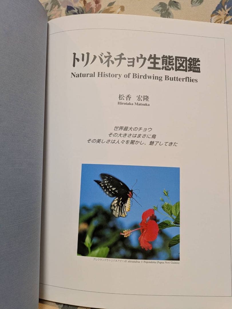 トリバネチョウ生態図鑑