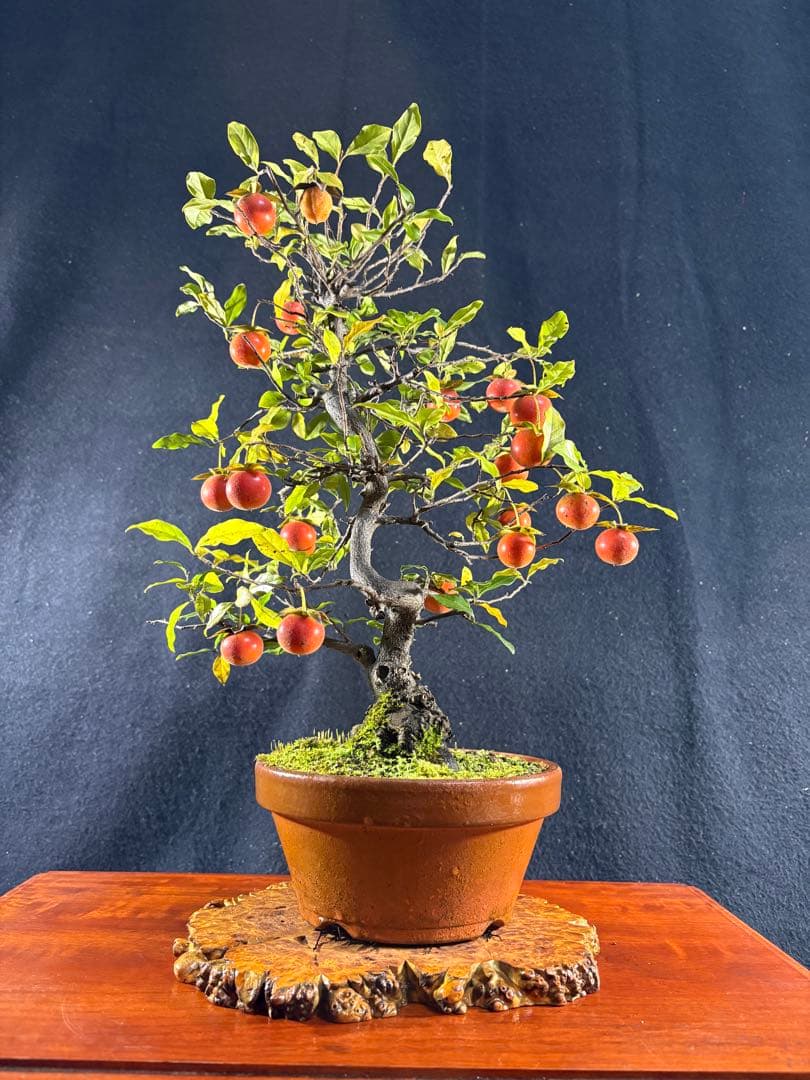 貴風盆栽、常盤柿、模様木、沢山の実付き (赤実)やや傷や汚れあり