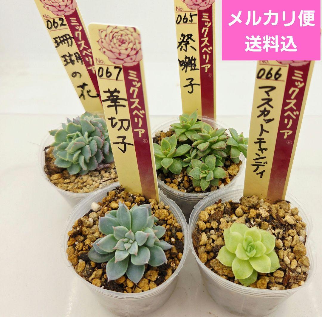 ㉜新作!マスカット❣️華切子❣️珊瑚の花❣️祭囃子❣️発根済! メルカリ便込