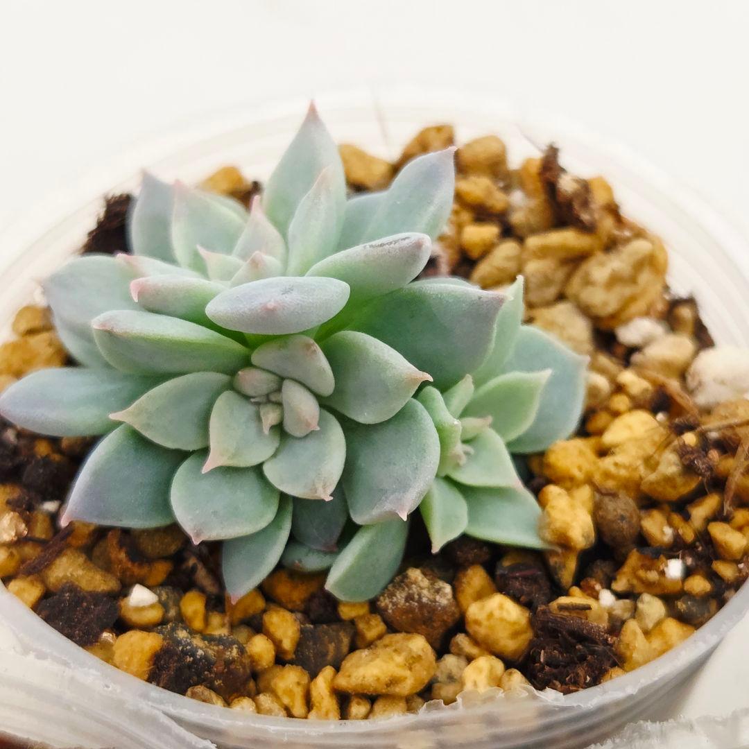 ㉜新作!マスカット❣️華切子❣️珊瑚の花❣️祭囃子❣️発根済! メルカリ便込