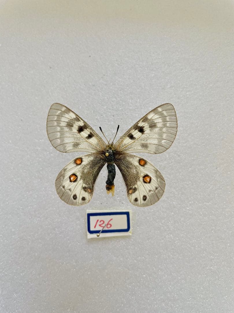 パルナシウス・デルフィアス（1メス、ロシア/カザフスタン）