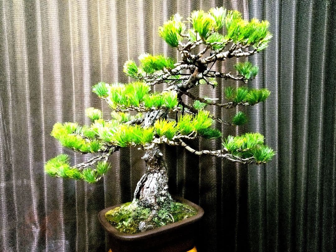 【大品　吾妻五葉松盆栽】 　　⭕樹齢70～80年古木❗