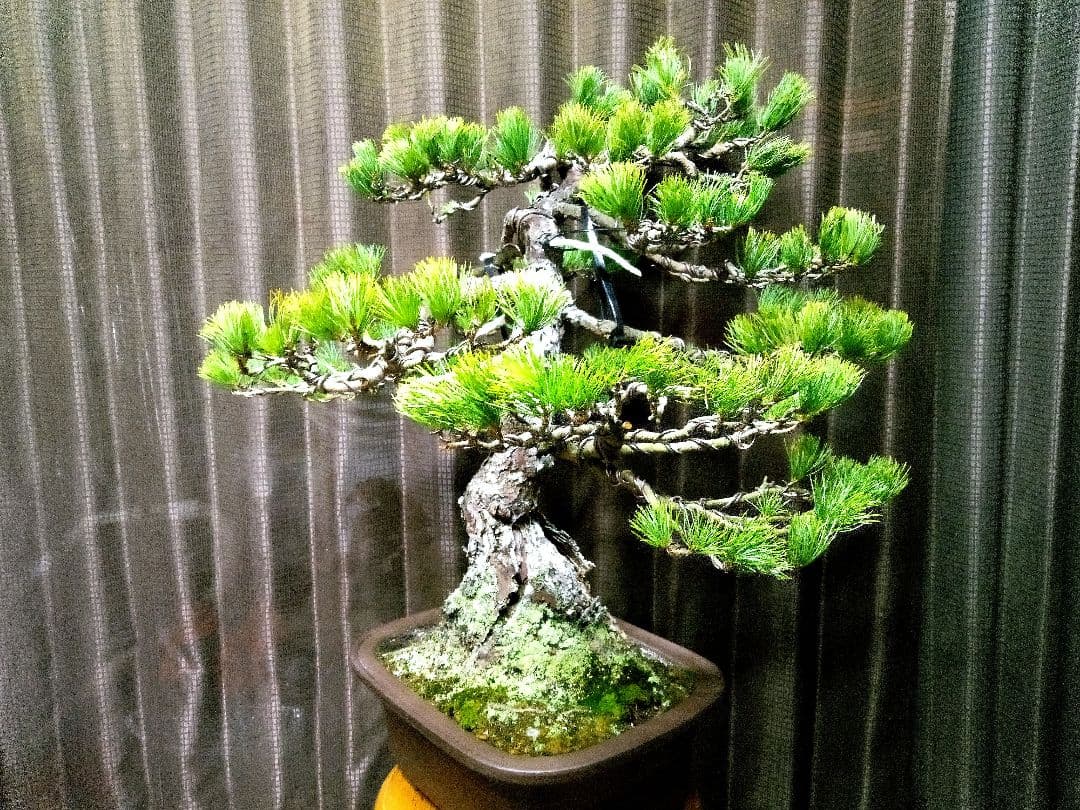 【大品　吾妻五葉松盆栽】 　　⭕樹齢70～80年古木❗
