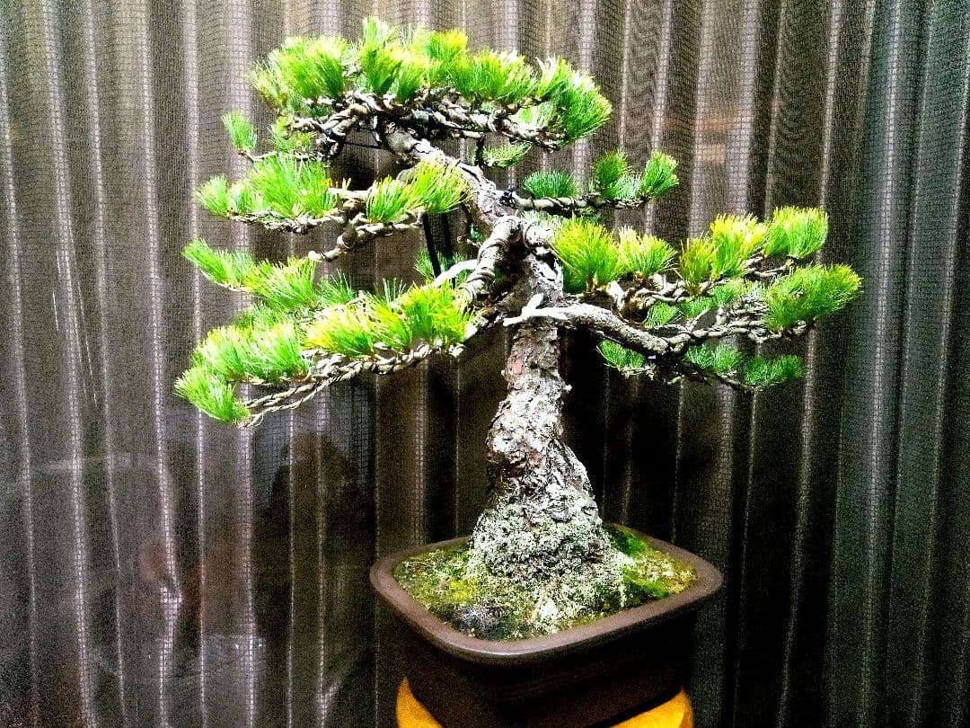 【大品　吾妻五葉松盆栽】 　　⭕樹齢70～80年古木❗