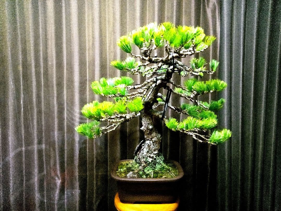 【大品　吾妻五葉松盆栽】 　　⭕樹齢70～80年古木❗