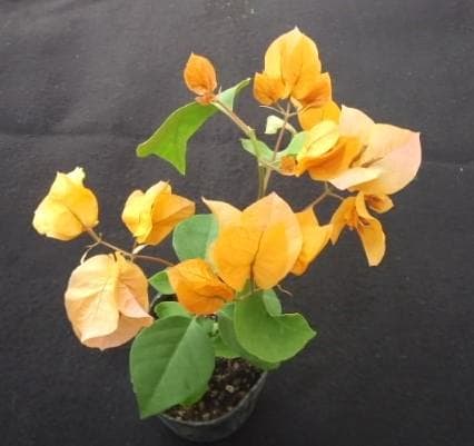ブーゲンビリア　観葉・植物・花木　ブーゲンビレア　B