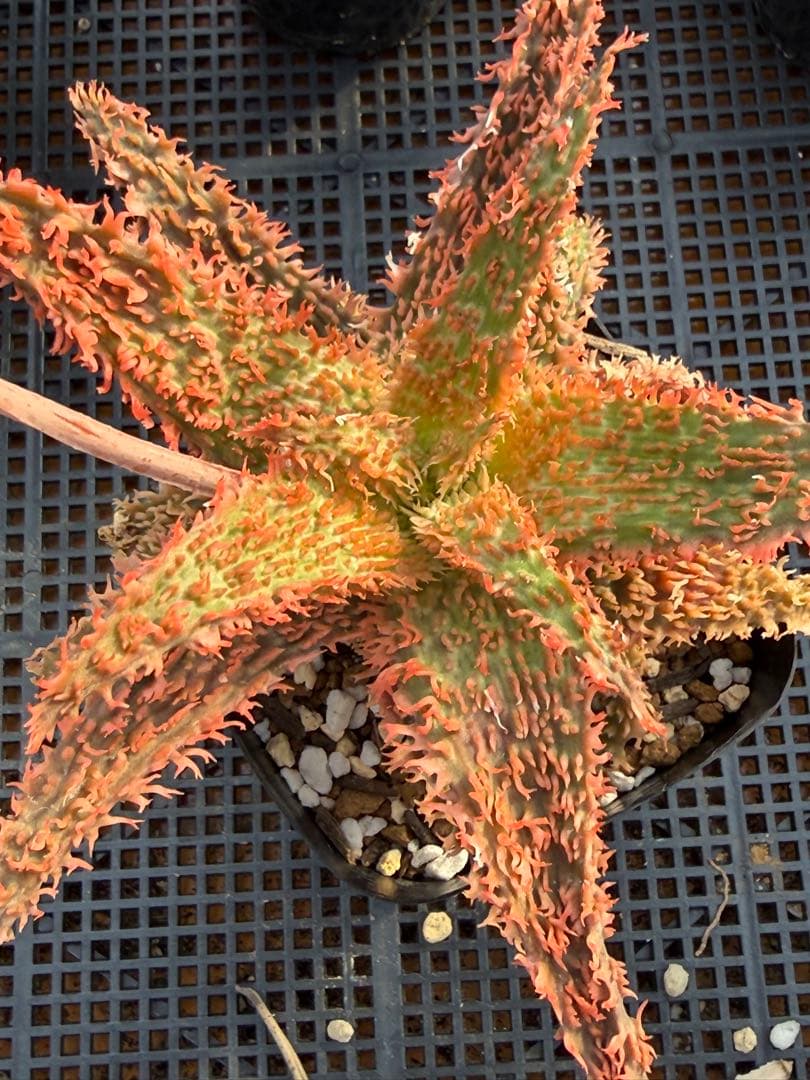 アロエ　ハイブリッド　Aloe hybrid 第四種　JUbe3