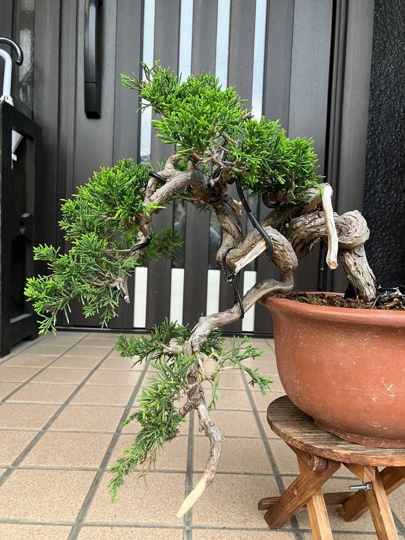 超大特価！中品盆栽　真柏糸魚川　半懸崖　究極の逸品　★大幅値下げ早いもの勝ち★