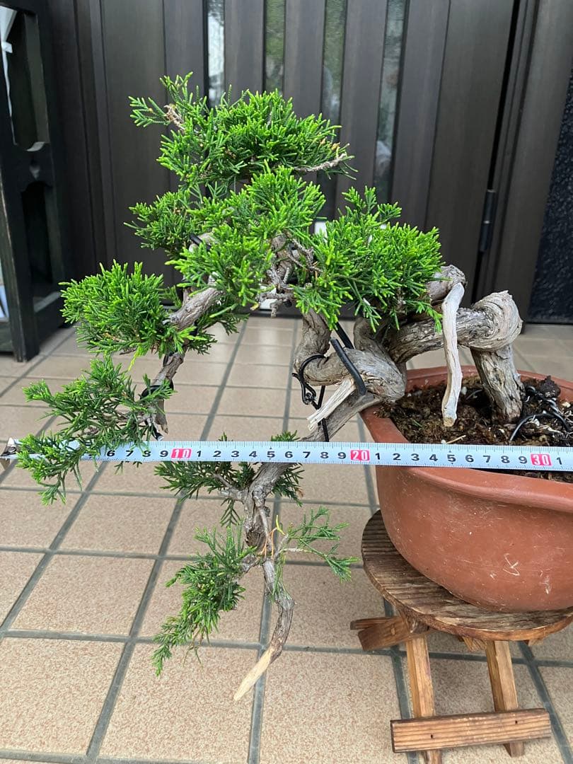 超大特価！中品盆栽　真柏糸魚川　半懸崖　究極の逸品　★大幅値下げ早いもの勝ち★