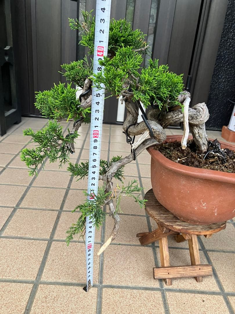 超大特価！中品盆栽　真柏糸魚川　半懸崖　究極の逸品　★大幅値下げ早いもの勝ち★