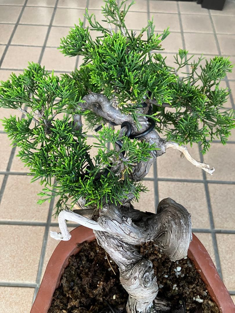 超大特価！中品盆栽　真柏糸魚川　半懸崖　究極の逸品　★大幅値下げ早いもの勝ち★